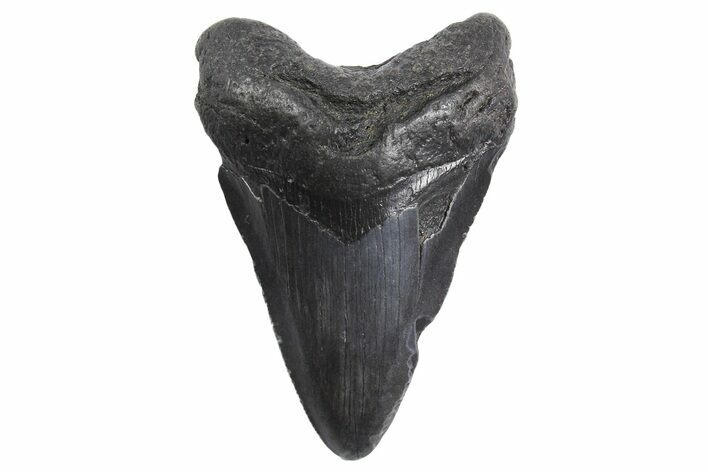 Fossil Megalodon Tooth - South Carolina #299641